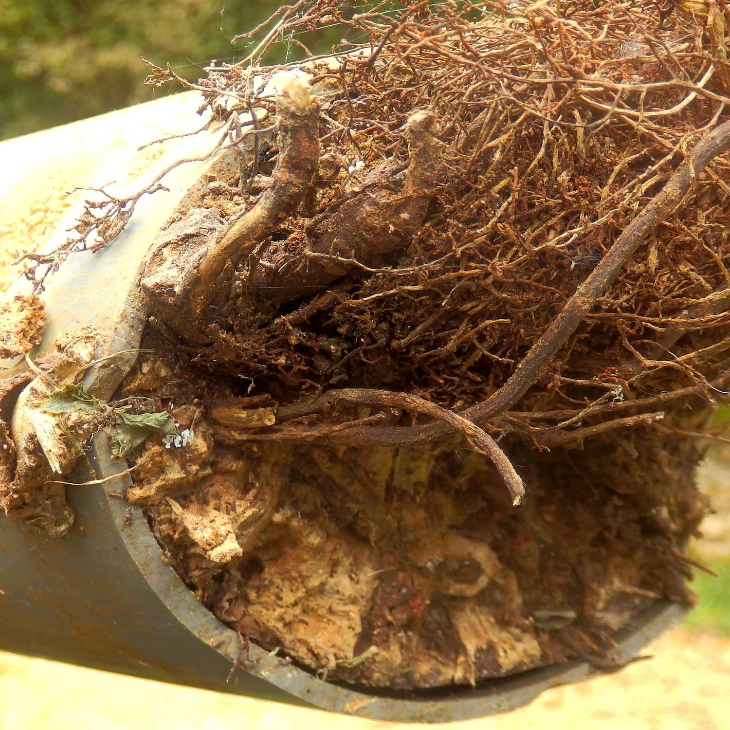 Root Growth